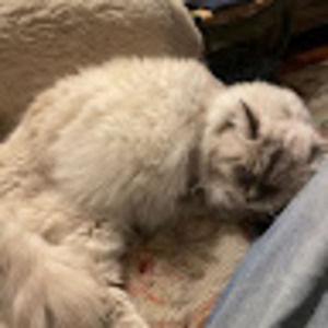 Meet your Posher, Sophie